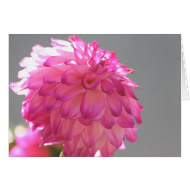 Dahlia Hälsningskort (Framsidan Horizontal)