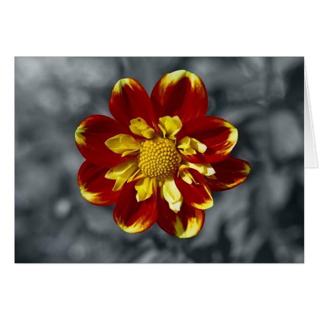 Dahlia Hälsningskort (Framsidan Horizontal)