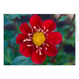 Dahlia hjärtekrossare OBS kort