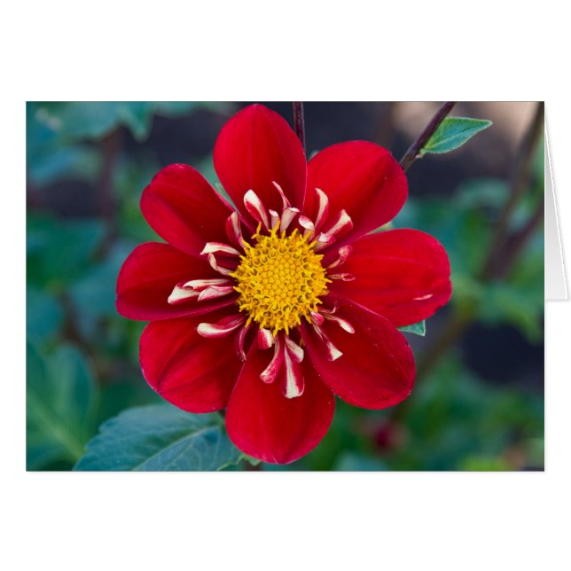 Dahlia hjärtekrossare OBS kort (Framsidan Horizontal)