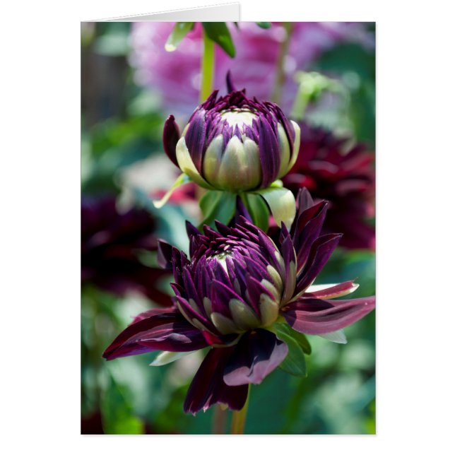 Dahlia - Holly Backe Black Widow Hälsningskort (Framsidan)