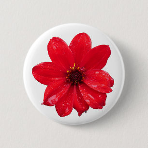 Dahlia i Rain Knapp