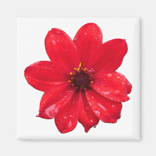 Dahlia i Rain Magnet