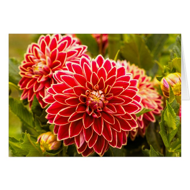 Dahlia in Bloom 11 Hälsningskort (Framsidan Horizontal)