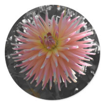 Dahlia in the Spotlight