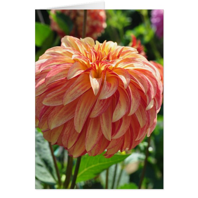 Dahlia - Irish Pinjul Hälsningskort (Framsidan)