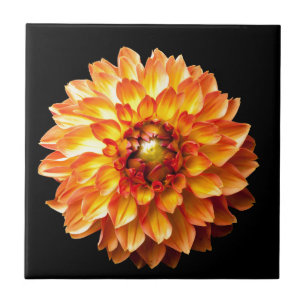 Dahlia Kakelplatta
