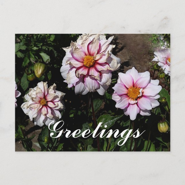Dahlia Kant av Joy #1-vykort Vykort (Framsida)