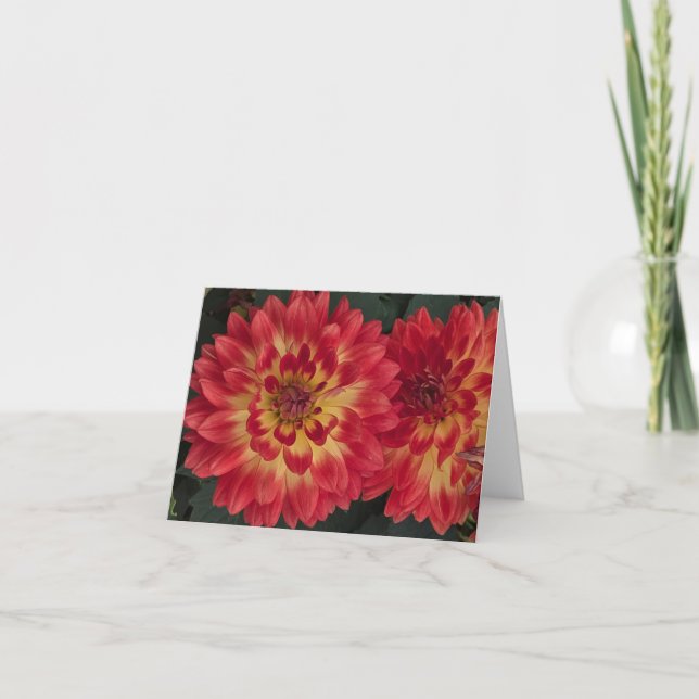 Dahlia Kort (Framsida)