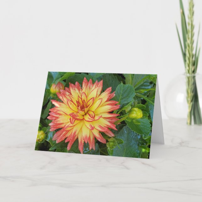 Dahlia-kort Kort (Framsida)