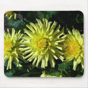 Dahlia Lakeview Glow #1 Mus Pad Musmatta
