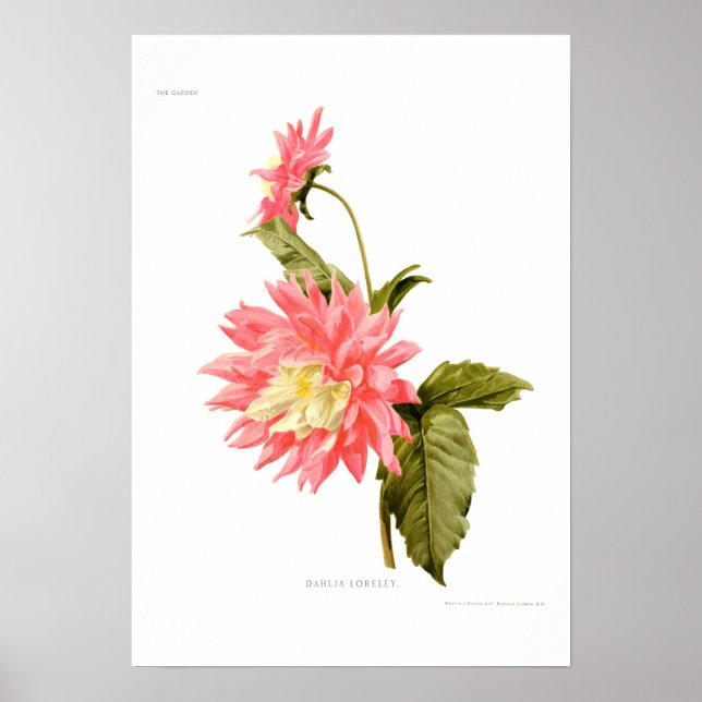 Dahlia 'Loreley' Poster (Framsidan)