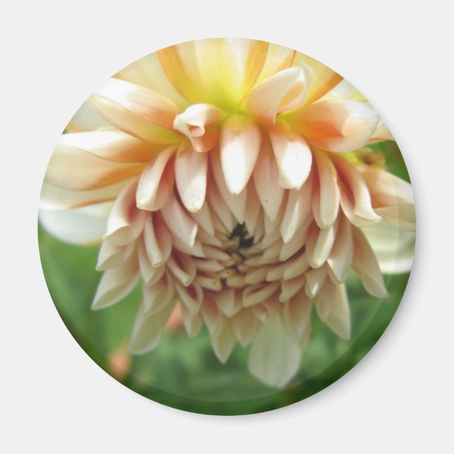 Dahlia Magnet (Framsidan)