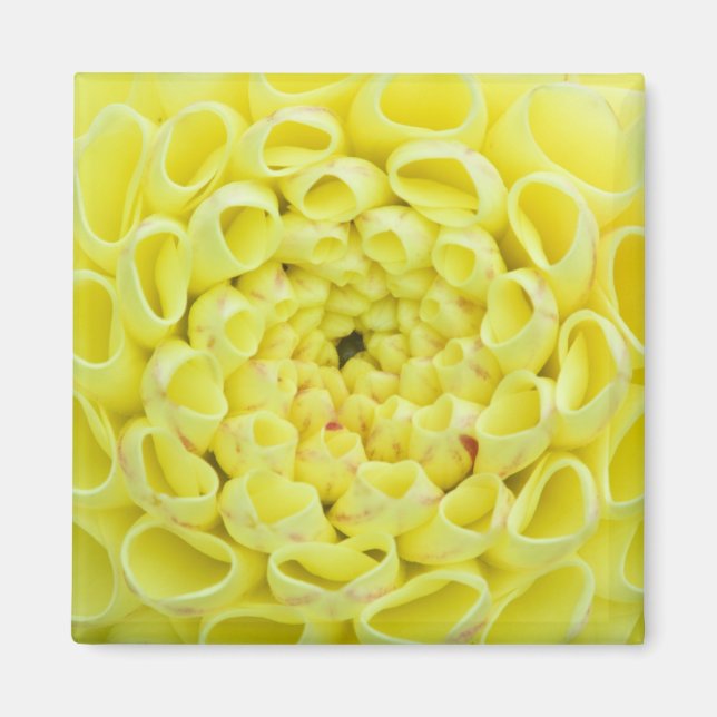 Dahlia Magnet (Framsidan)