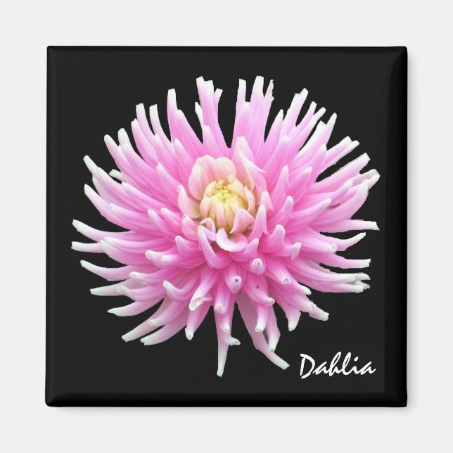 Dahlia Magnet (Framsidan)