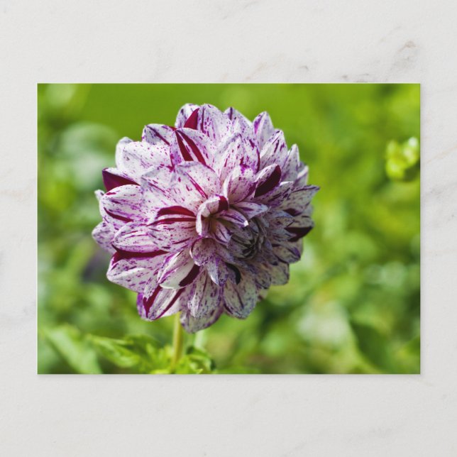 Dahlia Marble Ball vykort (Framsida)