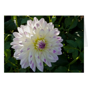 Dahlia Margaret Ellen OBS Kort