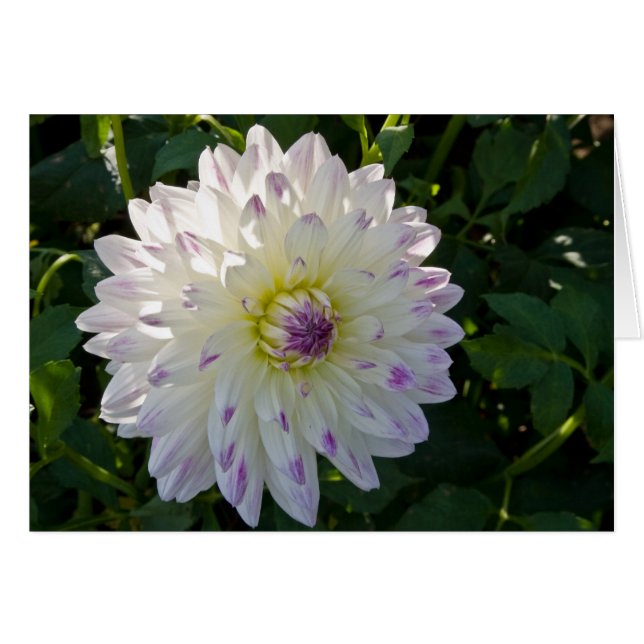 Dahlia Margaret Ellen OBS Kort (Framsidan Horizontal)
