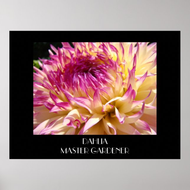 DAHLIA MASTER GARDENER Art-ramutskrifter Poster (Framsidan)