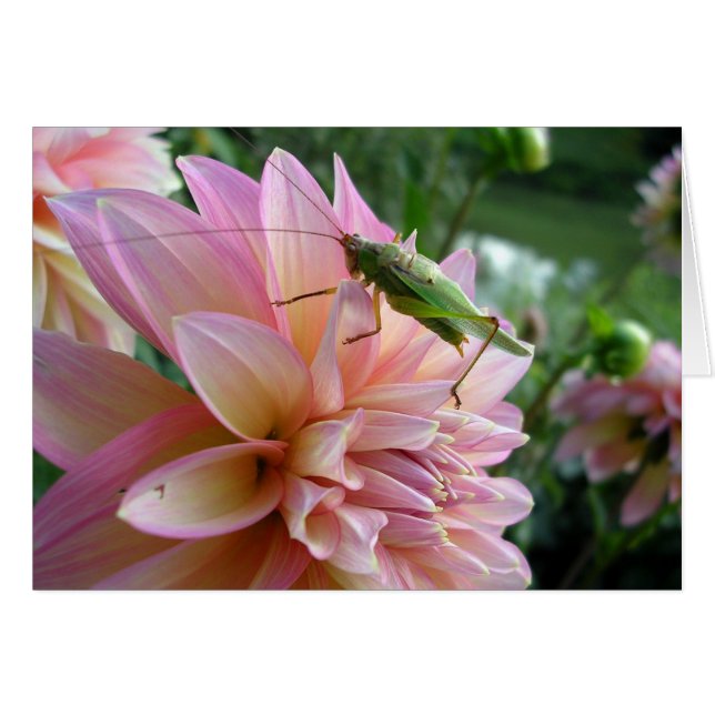 Dahlia med syrsor OBS kort (Framsidan Horizontal)