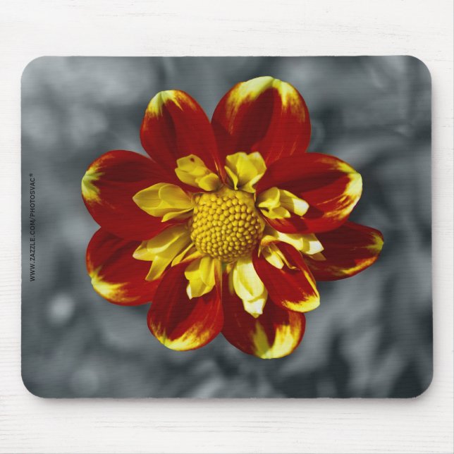 Dahlia Musmatta (Framsidan)