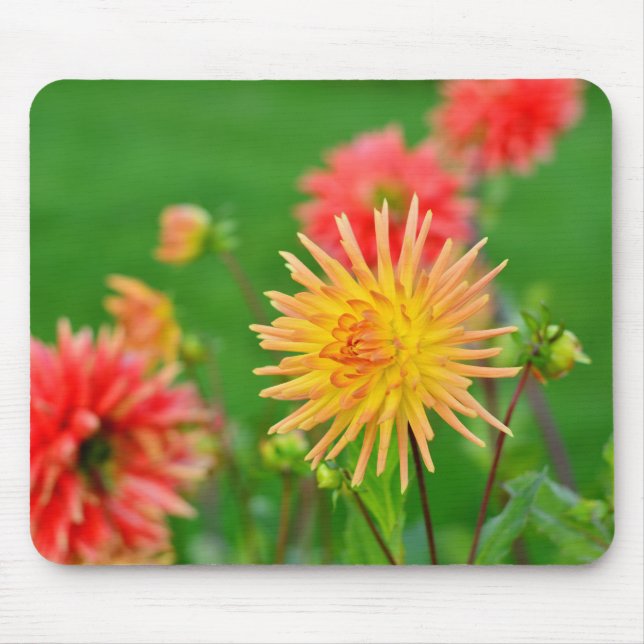 Dahlia Musmatta (Framsidan)