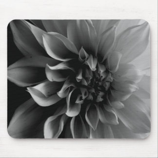 Dahlia Musmatta