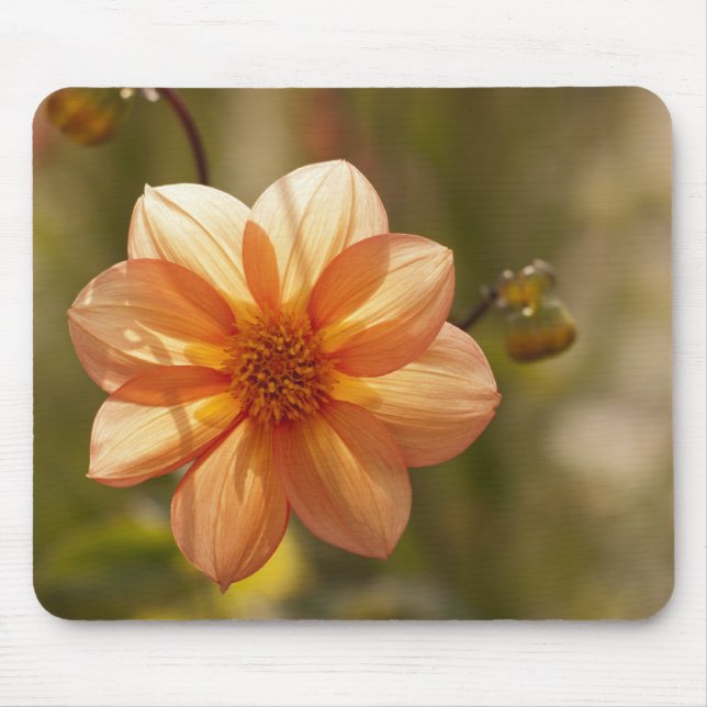 Dahlia musmattor (Framsidan)
