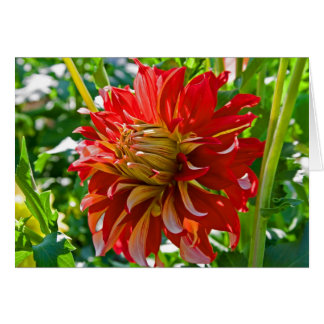 Dahlia Nick Sr. OBS Kort
