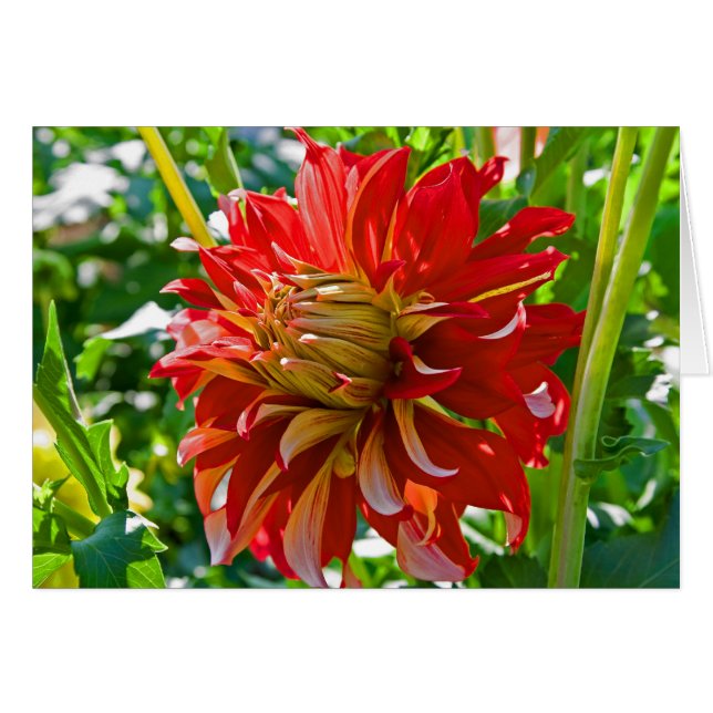 Dahlia Nick Sr. OBS Kort (Framsidan Horizontal)