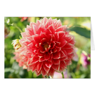 Dahlia OBS Kort