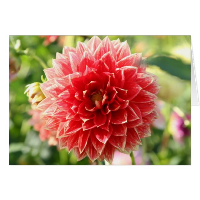 Dahlia OBS Kort (Framsidan Horizontal)