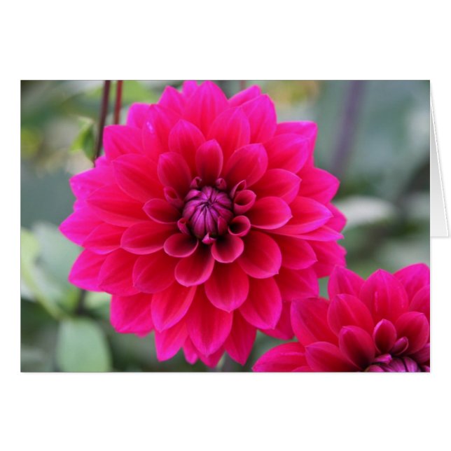 Dahlia OBS Kort (Framsidan Horizontal)
