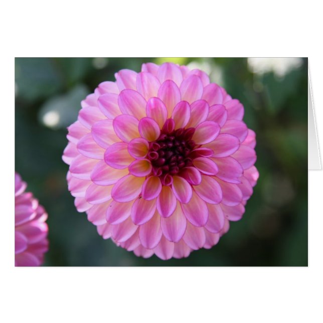 Dahlia OBS Kort (Framsidan Horizontal)