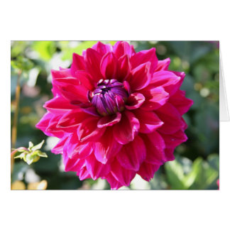 Dahlia OBS Kort