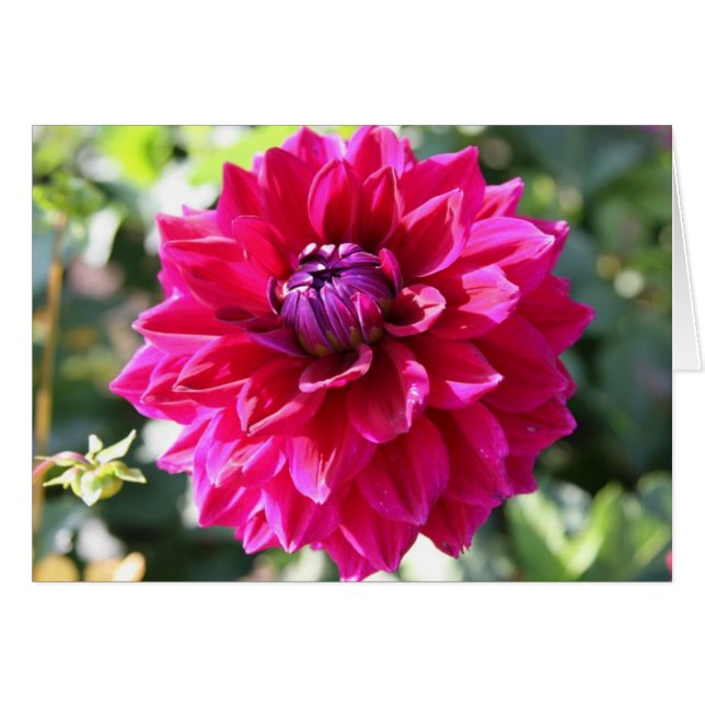 Dahlia OBS Kort (Framsidan Horizontal)
