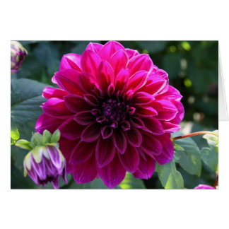 Dahlia OBS Kort