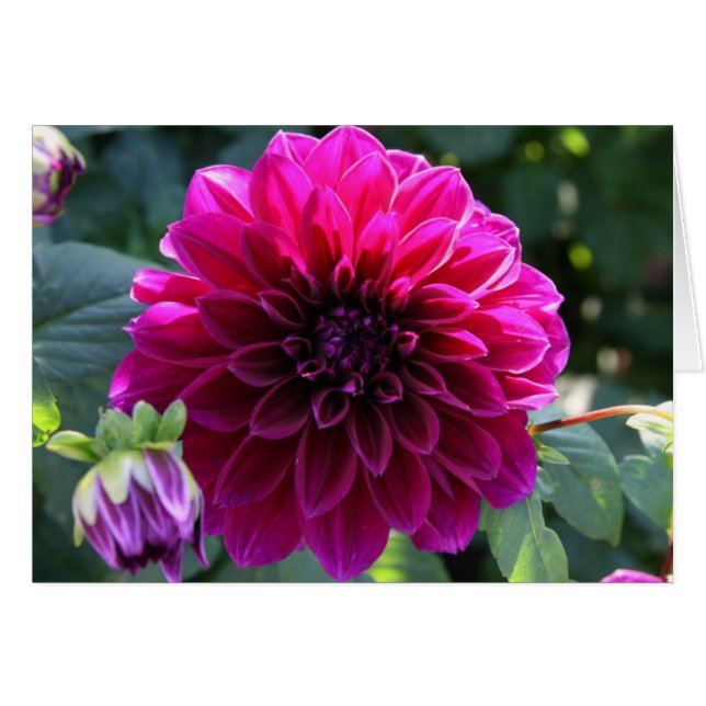Dahlia OBS Kort (Framsidan Horizontal)