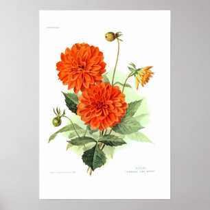 Dahlia "Orange Fire Kung" Poster