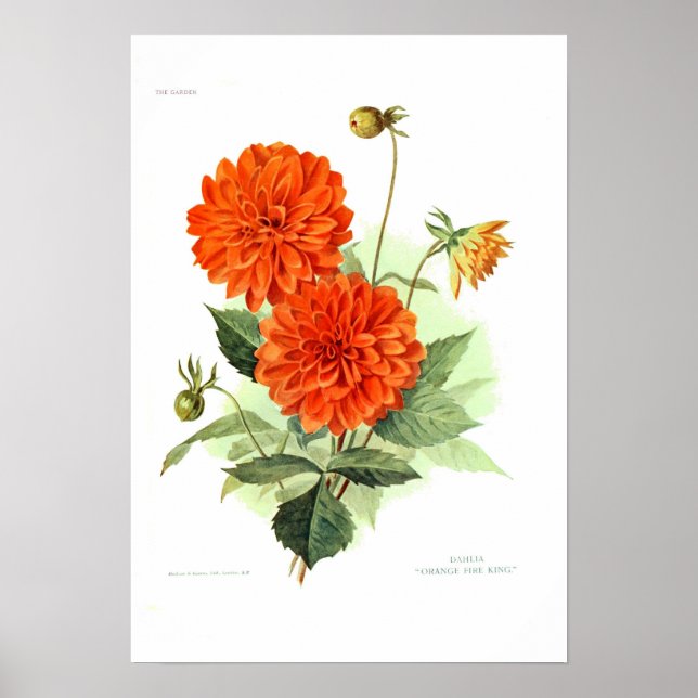 Dahlia "Orange Fire Kung" Poster (Framsidan)