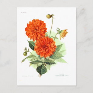 Dahlia "Orange Fire Kung" Vykort