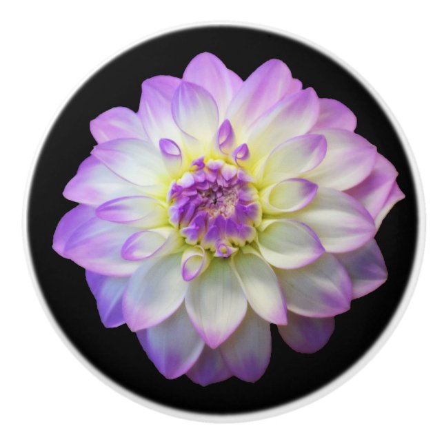 Dahlia på Black Ceramic Knob Knopp (Framsidan)