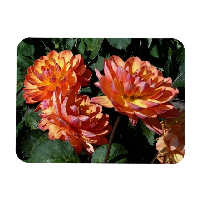 Dahlia Pam Howden #1 Magnet (Horisontell)