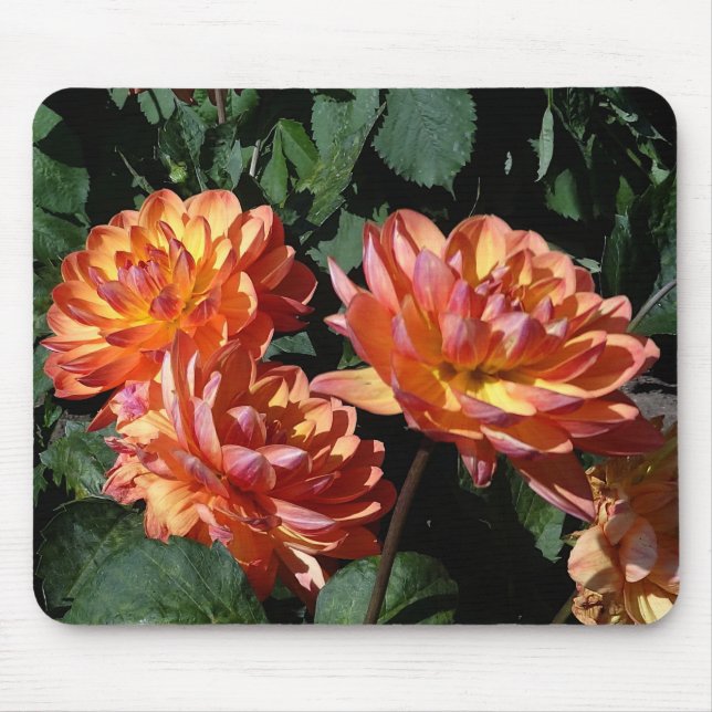 Dahlia Pam Howden #1 Mouse Pad Musmatta (Framsidan)