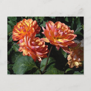 Dahlia Pam Howden #1-vykort Vykort