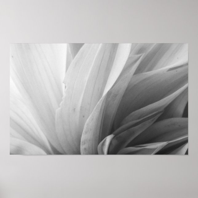 Dahlia Petals Black and White Poster (Framsidan)