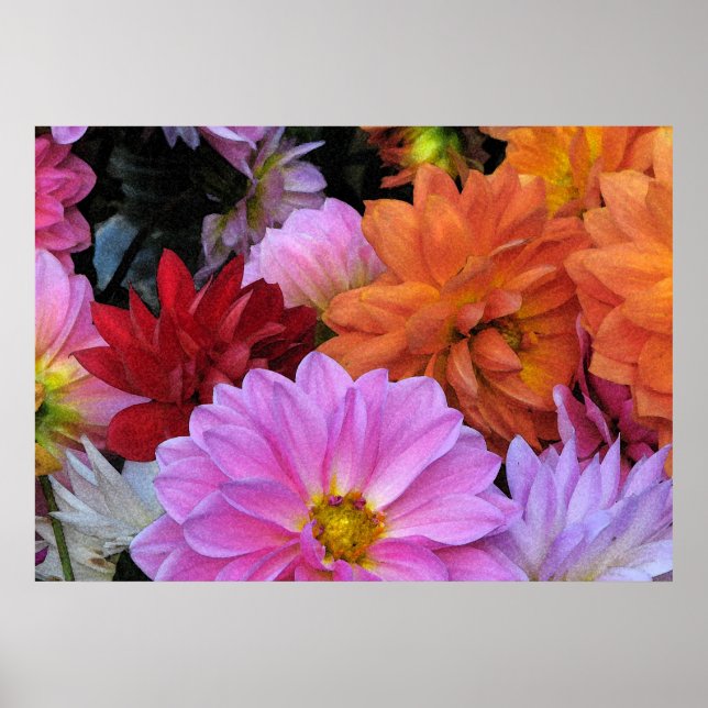 Dahlia Petals Poster (Framsidan)