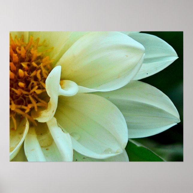 Dahlia Petals Poster (Framsidan)