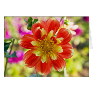Dahlia Pooh OBS Kort