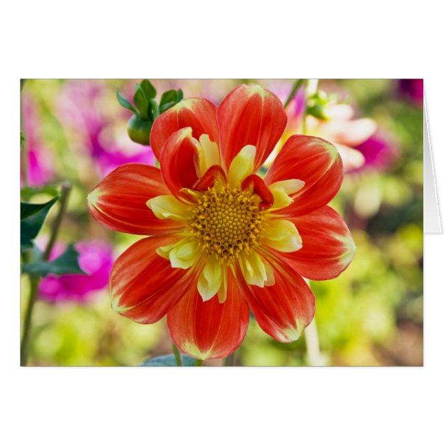 Dahlia Pooh OBS Kort (Framsidan Horizontal)